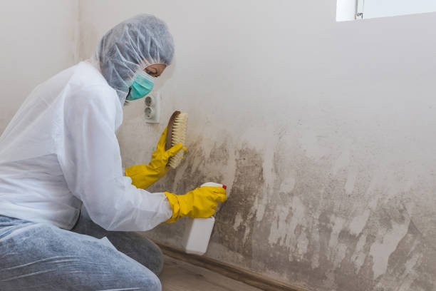 Best Insurance-Related Mold Remediation in Christiansburg, VA