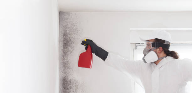 Best Mold Remediation for Schools in Christiansburg, VA