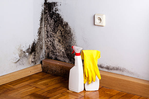 Best Post-Flood Mold Remediation in Christiansburg, VA