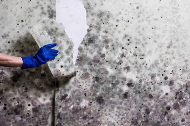 Best HVAC Mold Remediation in Christiansburg, VA